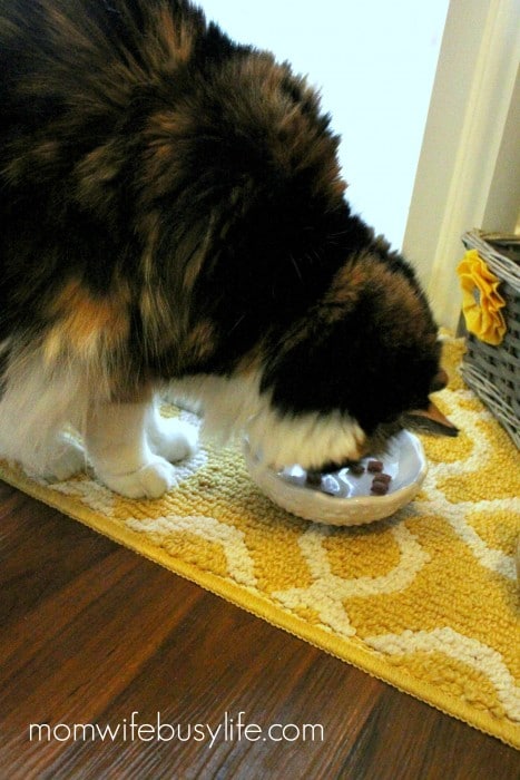 cat feeding station
