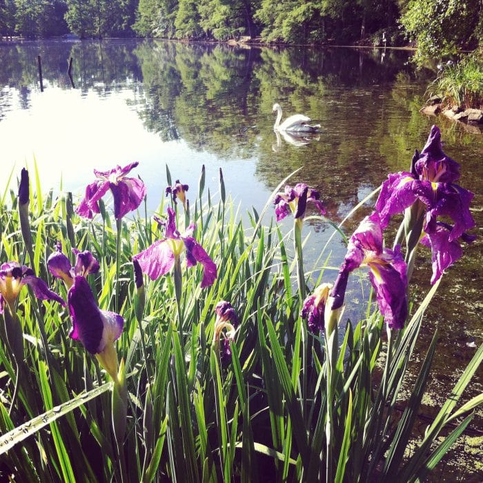 Swan Lake Iris Gardens In South Carolina Mom Wife Busy Life