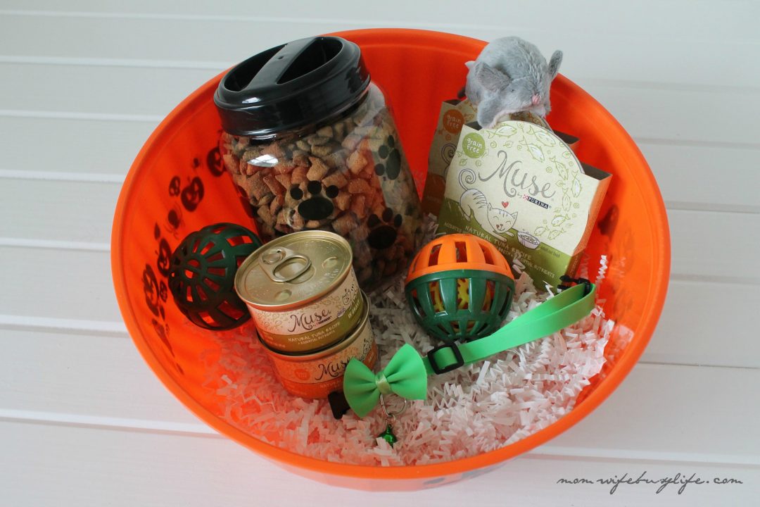 Halloween Treat Ideas for Cats