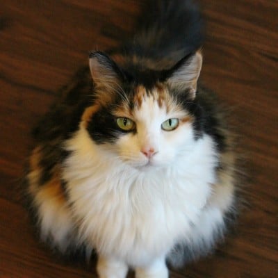vaccinate your cat