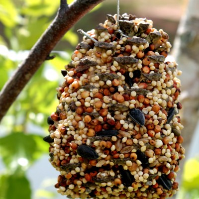 How to Make a Pinecone Bird Feeder