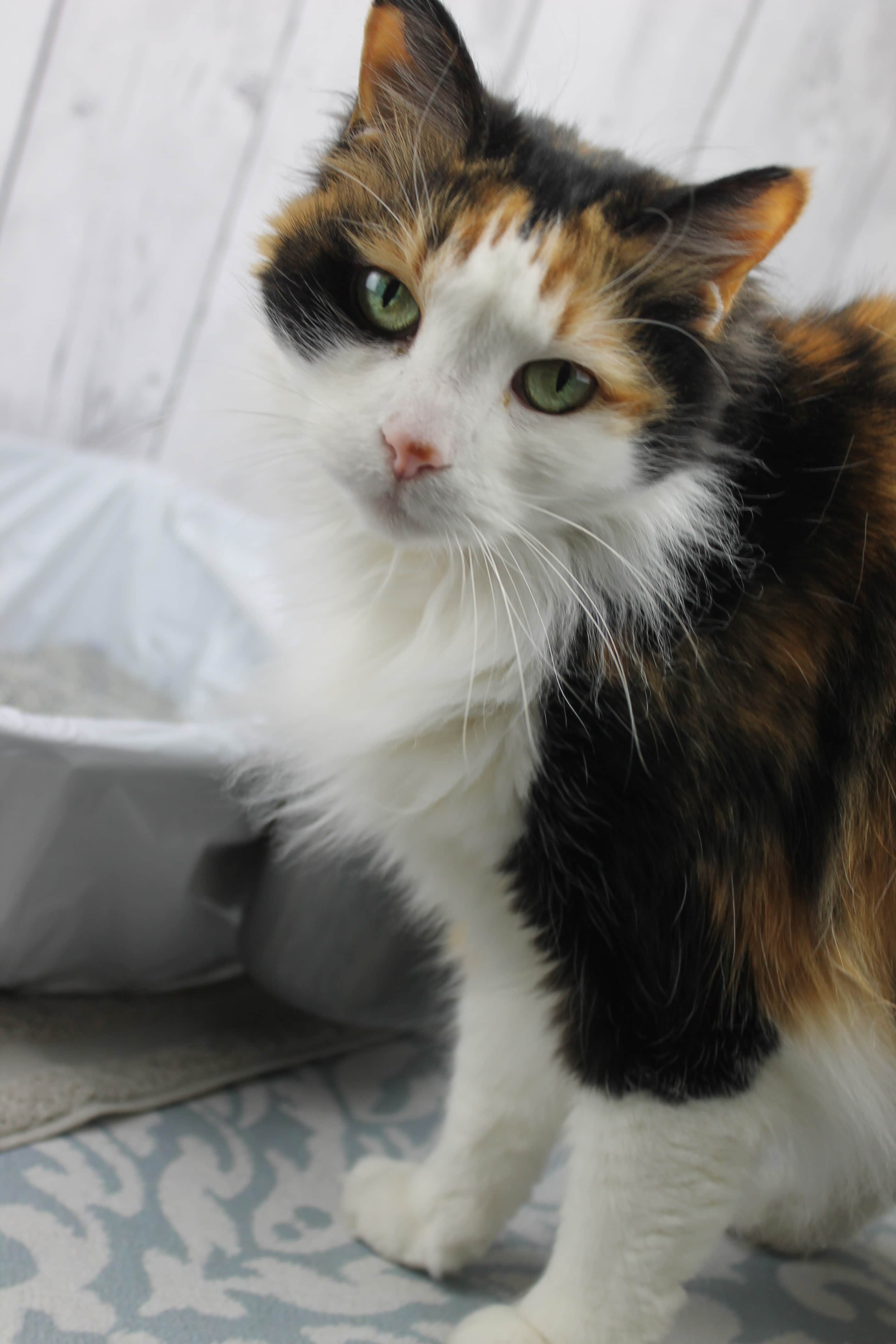 How to Keep the Cat Litter Area Clean and Tidy Mom. Wife. Busy Life.