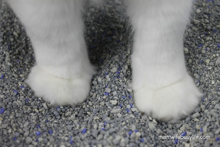 How to Keep the Cat Litter Area Clean and Tidy 