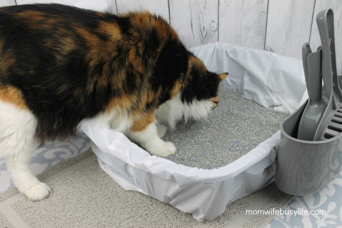 How to Keep the Cat Litter Area Clean and Tidy 