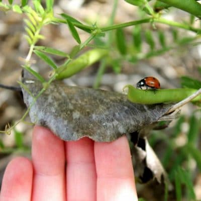 lady bug