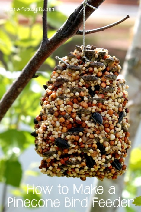 bird feeders made from pine cones