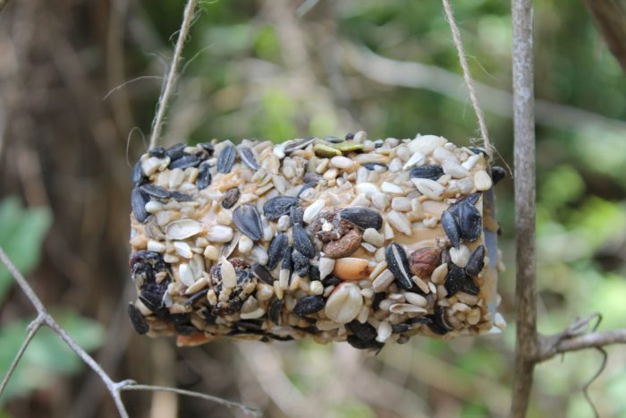 Bird Feeders for Children to Make