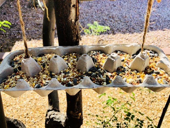 egg bird feeder