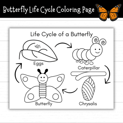 Life Cycle of a Butterfly Coloring Page - Mom. Wife. Busy Life.