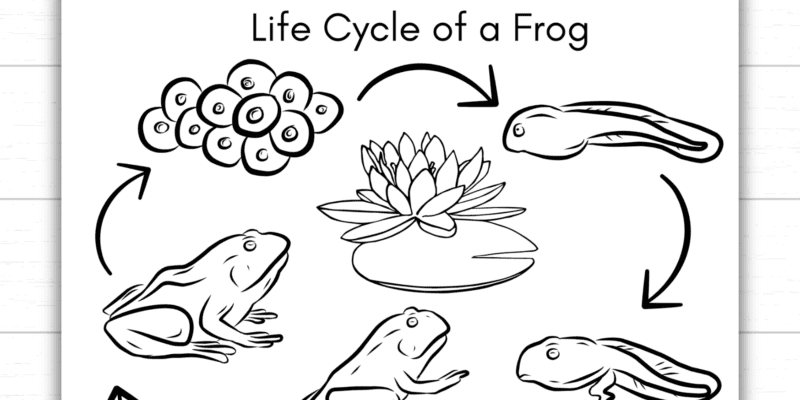 Printable Life Cycle of a Frog Coloring Page